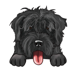 Bouvier des Flandres