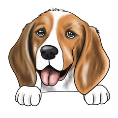 Beagle