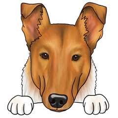 Collie Korthaar