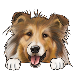 Collie