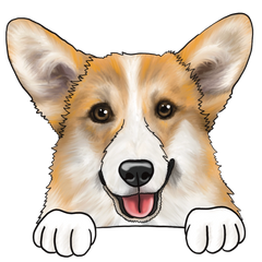 Corgi