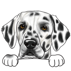 Dalmatiër