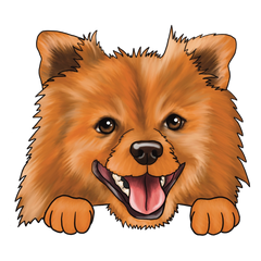 Duitse Spitz