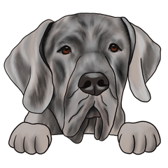 Duitse Dog