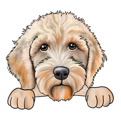 Goldendoodle