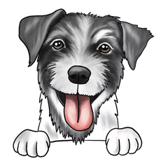 Jack Russel terriër