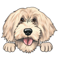 Labradoodle