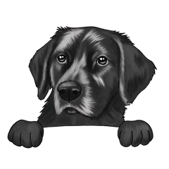 Labrador