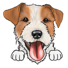 Parson Russell Terriër