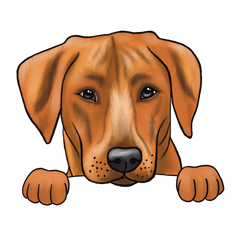 Rhodesian Ridgeback