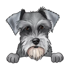 schnauzer