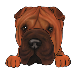 Shar Pei