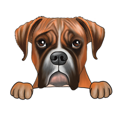 Boxer
