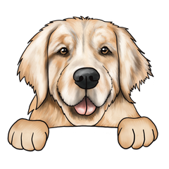 Golden retriever